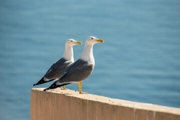 Seagull standing on a pier with blue sea in the background