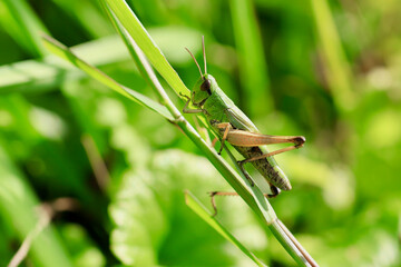 grasshopper on the grass - obrazy, fototapety, plakaty