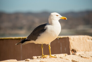 Seagull standing on a pier with blue sea in the background