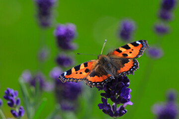 butterfly on flower