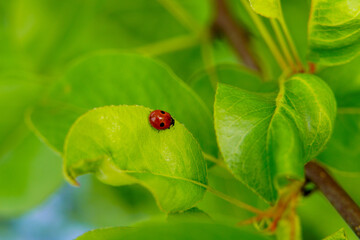 Red ladybug on green leaves.