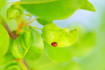Fototapeta premium Red ladybug on green leaves.