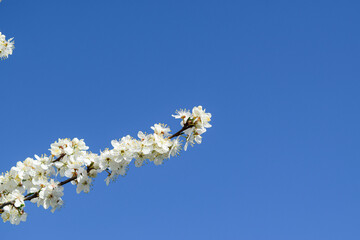 Blooming cherry tree branch in spring over blue sky