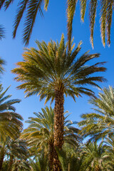 Obraz na płótnie Canvas Palm trees organized in a grid at a date farm in the Mojave desert of California.