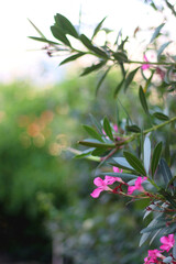 Pink oleander flowers in the garden. Selective focus.