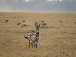 Burchell's zebra (Equus quagga burchellii)