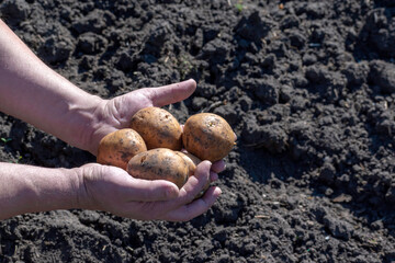 Farmer's hands hold potatoes against the background of the soil. Planting or harvesting potatoes.