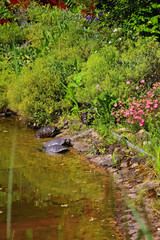 Obraz na płótnie Canvas Turtles in a pond. Selective focus.