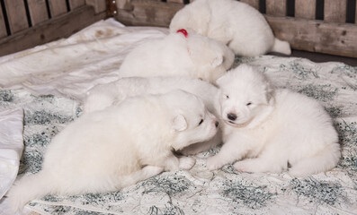 Five White fluffy small Samoyed puppies dogs are sitting in dog aviary