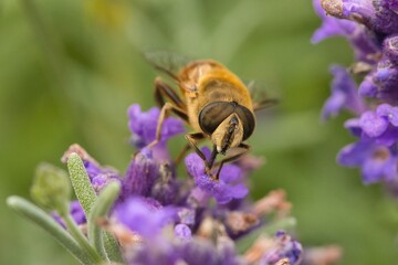 bee on lavender