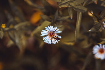 Close up wild chamomiles plant blooming growing in forest meadow field garden summer. Herbal smell scent. Flying honey bee pollinating suck collecting nectar pollen. Flower for making aromatic tea
