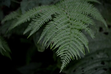 leaves of a large green fern in the forest