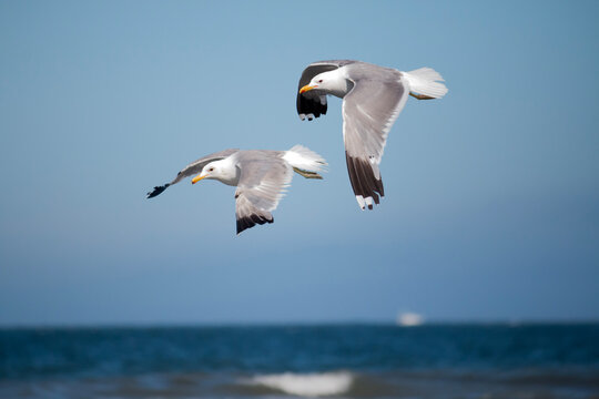 Seagulls in flight over the ocean