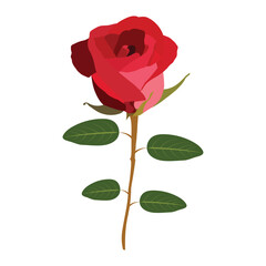 A beautiful red rose vector art work. 