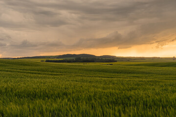 Fototapeta na wymiar Landscape of crops blowing in the wind of a Storm over the Praries at dusk