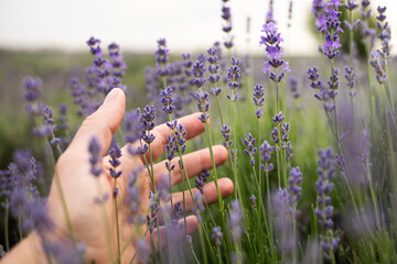 Lavender flowers in a lavender field are touched by a woman's hand.