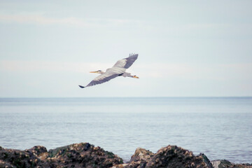Fototapeta na wymiar Blue heron in flight over a calm ocean