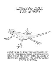 Lagarto azul, dibujo 