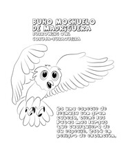 Bucho mochuelo de madriguera dibujo 