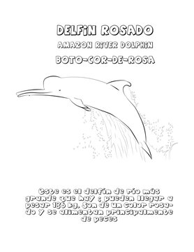 Delfin rosado, dibujo 