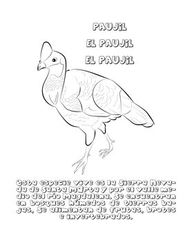 Paujil pajaro, dibujo 