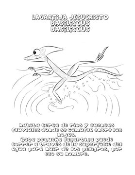 Lagartija jesucristo dibujo 