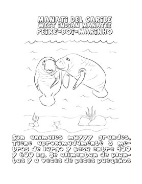 Manati del caribe foca, dibujo 