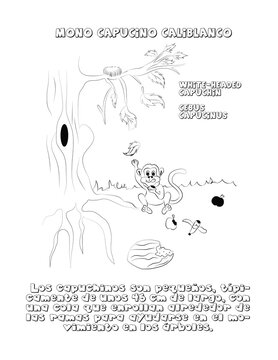 Mono capuchino castiblanco, dibujo 