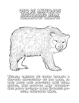 Oso de anteojos, historia 