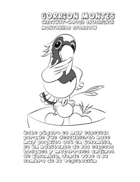 Gorrion Montes Dibujo pajaro