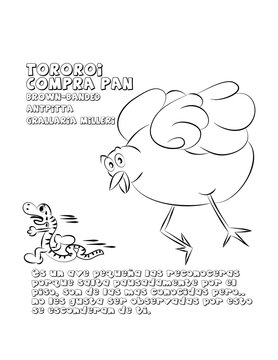 Pajaro Torori compra pan