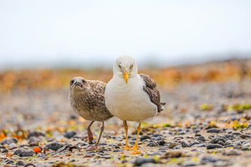Seagull white - larus - in wild nature