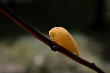 a small fat yellow caterpillar