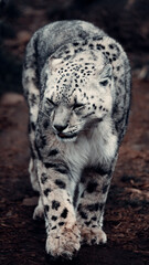 Snow Leopard Walking In Zoo
