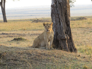 African lion (Panthera leo)