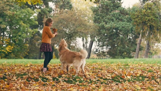 Happy little girl having fun and playing with golden rertriever dog in autumn park.