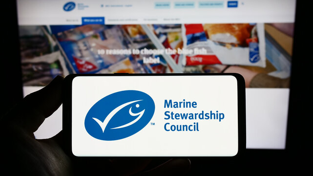 Stuttgart, Germany - 03-11-2023: Person holding smartphone with logo of organization Marine Stewardship Council (MSC) on screen in front of website. Focus on phone display.