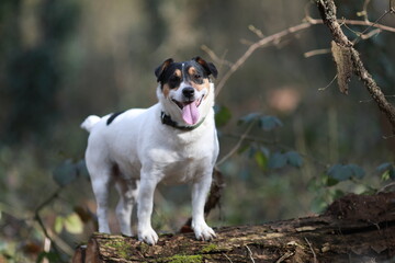 Chien Jack Russell