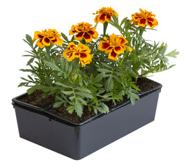 Plants d'œillets d'inde en barquette