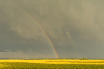 Double rainbows over a canola field in a storm, Alberta, Canada