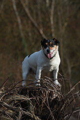 Chien Jack Russell