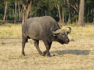 African Buffalo or Cape Buffalo (Syncerus caffer)