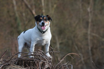 Chien Jack Russell