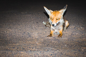 Fox came over for food while camping in Kashan desert at night