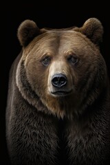 Bear close-up on black background. Generative AI