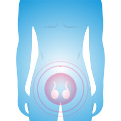 Male silhouette showing testicles, reproductive system problem, testosterone deficiency, vector medical illustration