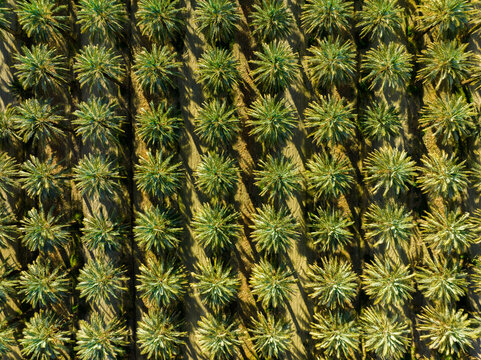 Aerial photo of palm trees. Plantation of date palms. Tropical agriculture industry. Palm oil plantation. © Strikernia