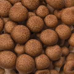 Raw beech mushrooms isolated on white background.