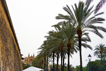 Fototapeta na wymiar Palm trees under cloudy sky with Palma Cathedral in the background