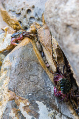 A crab eating a clam or barnacle, some shelled thing, in the crevice of a rock. Picture was taken in Palos Verdes in Los Angeles.